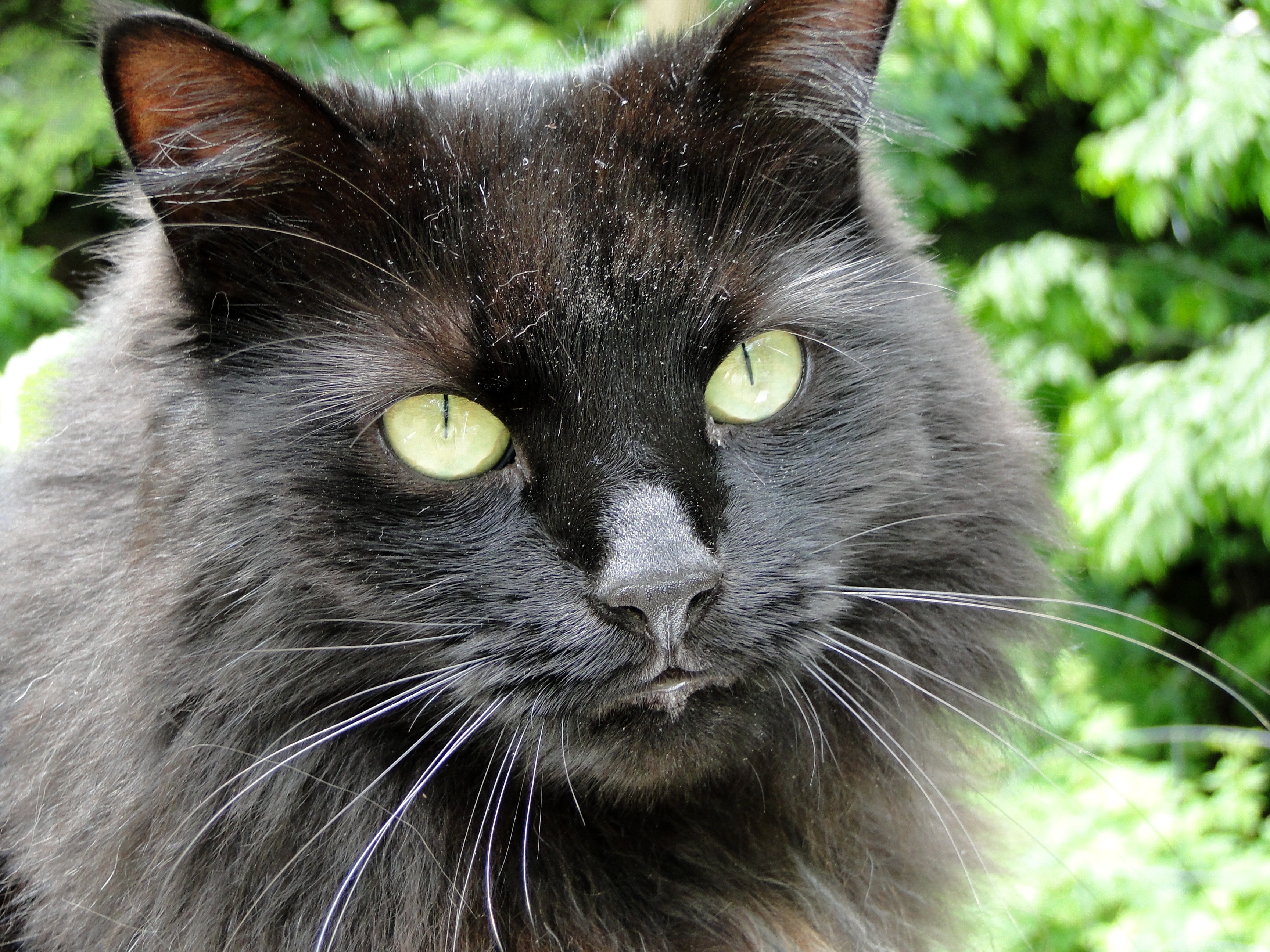 black and grey cat