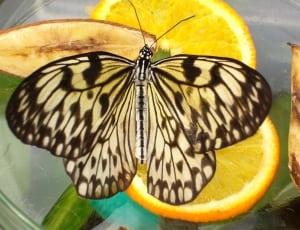black and grey butterfly thumbnail