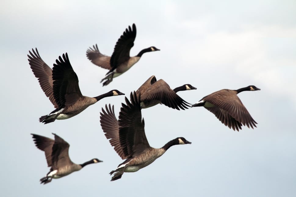 six canadian geese preview