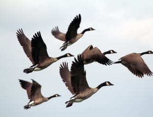 six canadian geese thumbnail