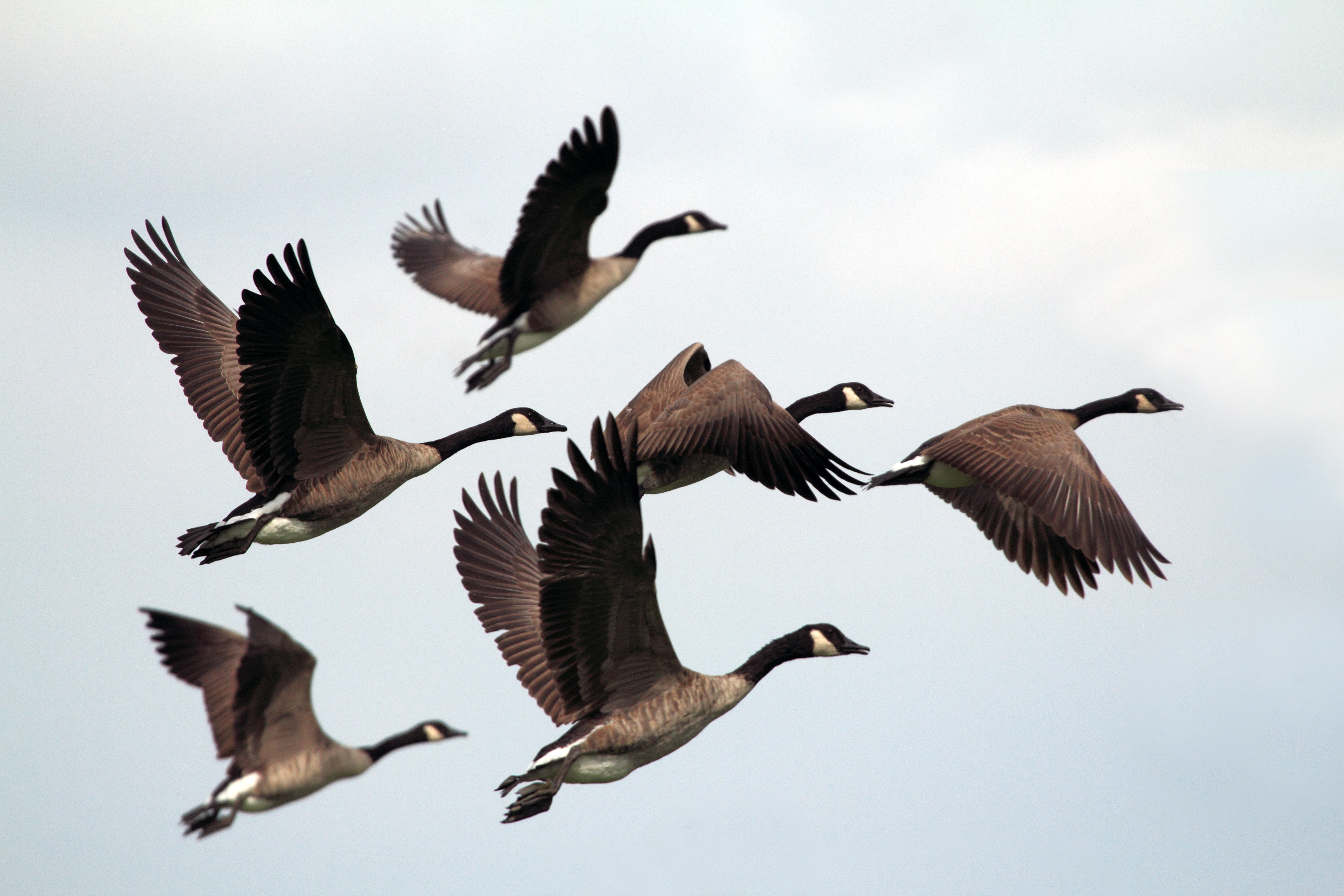 six canadian geese
