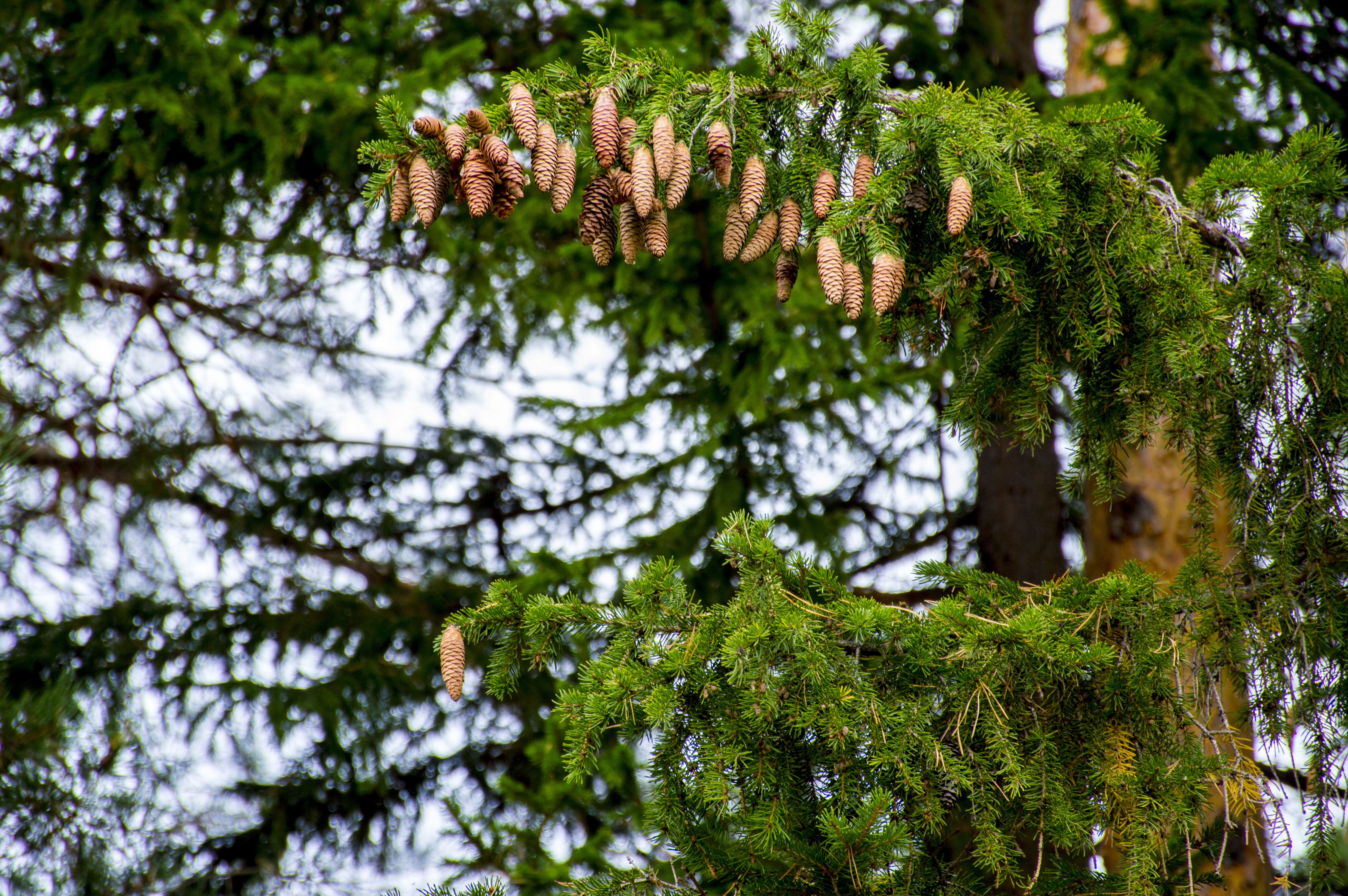 pincone tree focus photography