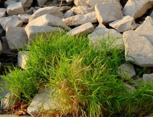 green grass;broken rocks thumbnail