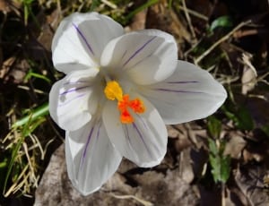 white purple and orange flower thumbnail