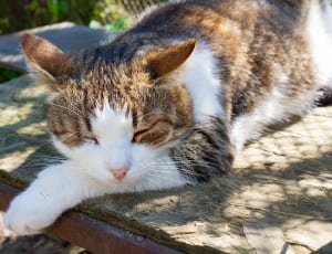 white and brown cat thumbnail