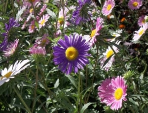 shallow photography of purple and pink flowers thumbnail
