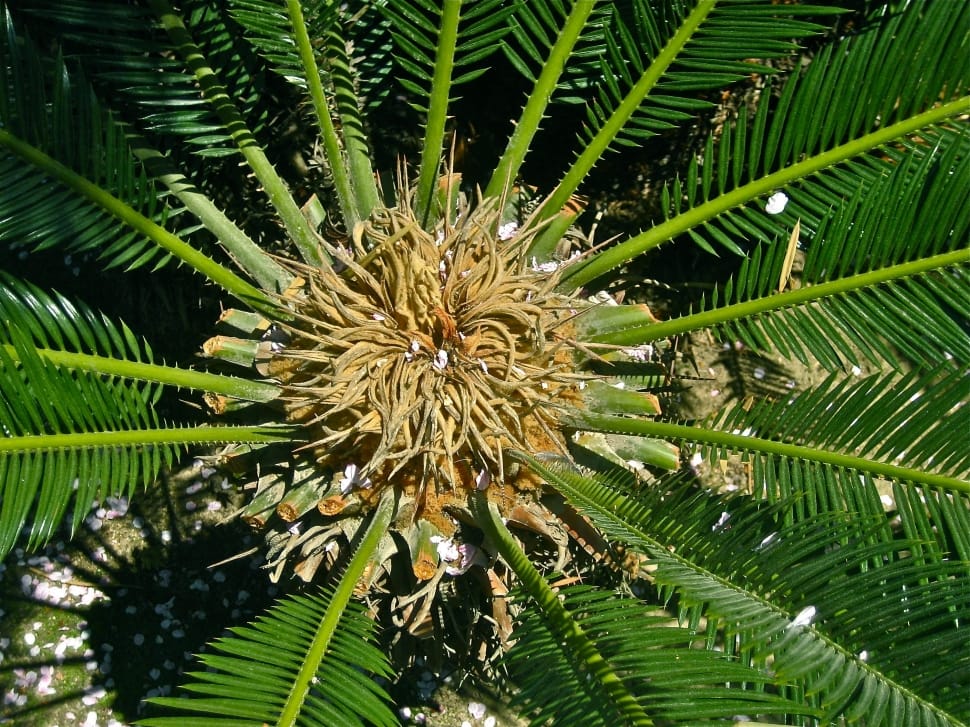 green palm tree preview
