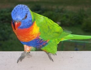 green blue and red bird thumbnail