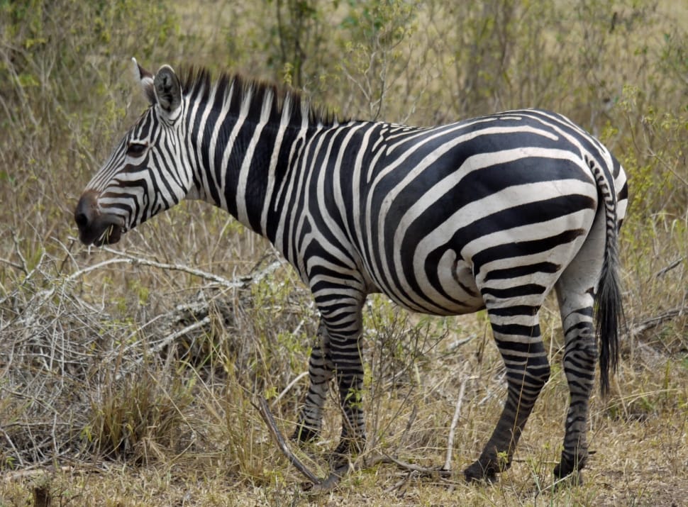 white and black zebra preview