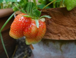 Strawberry, Berry, Summer, Fresh, food and drink, freshness thumbnail