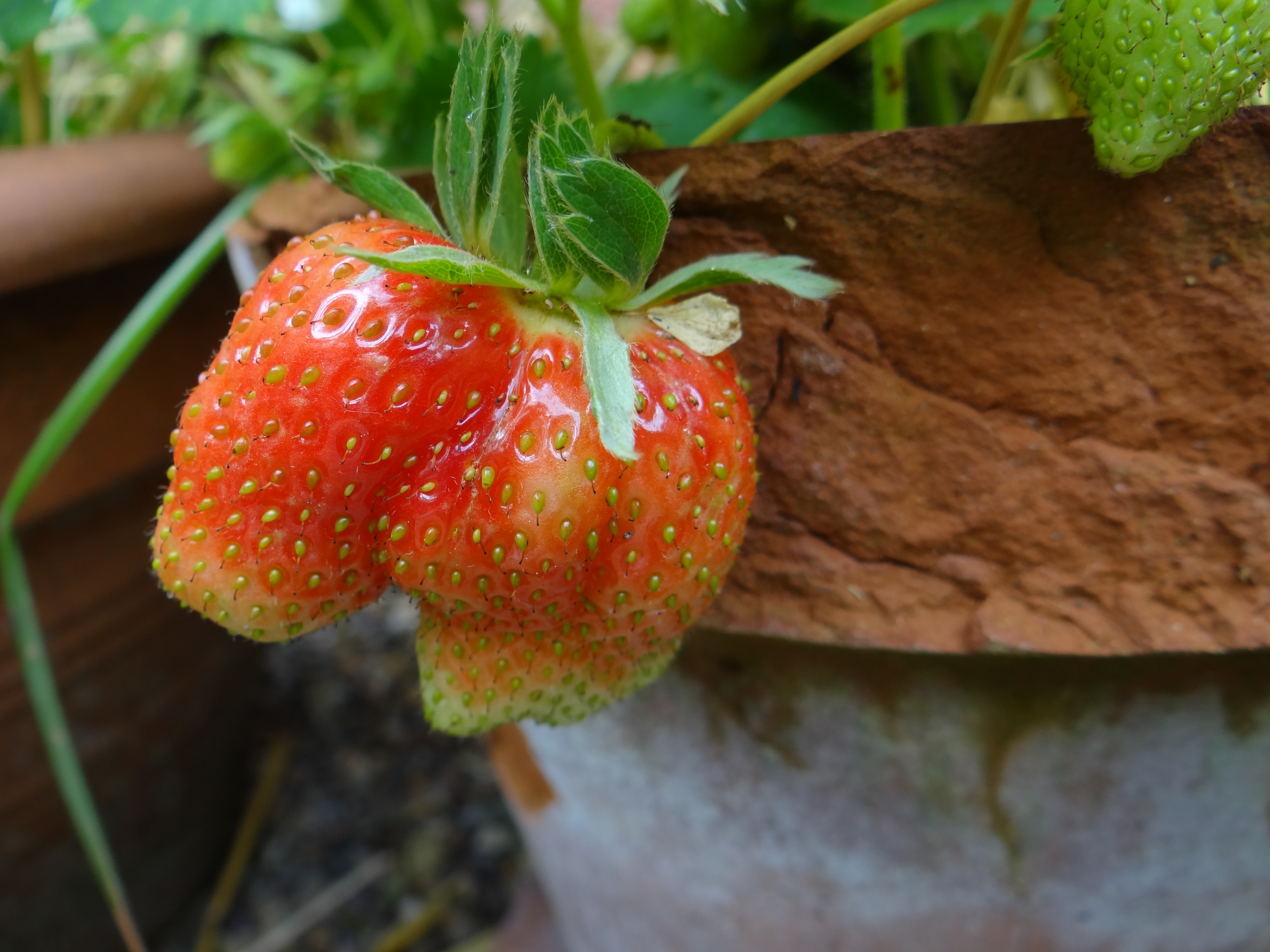 Strawberry, Berry, Summer, Fresh, food and drink, freshness