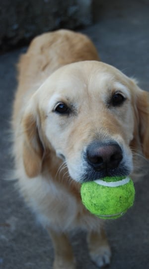 golden retriever holding green tennis ball thumbnail