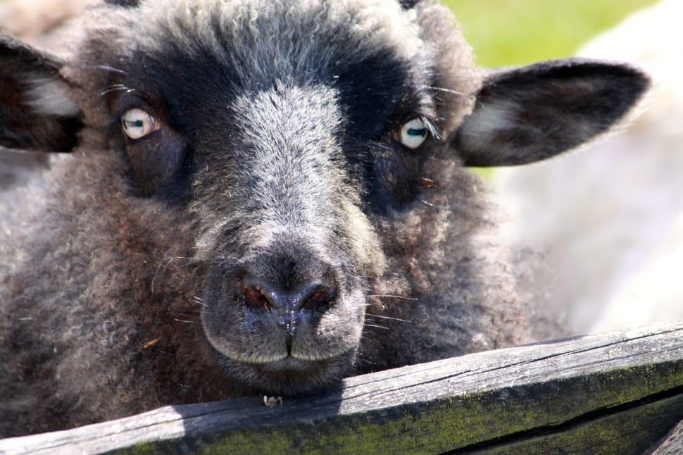 black and gray sheep preview