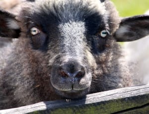 black and gray sheep thumbnail