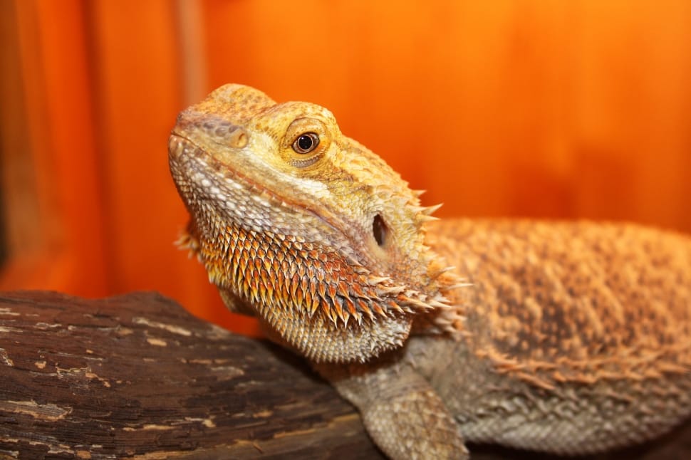 brown bearded dragon preview