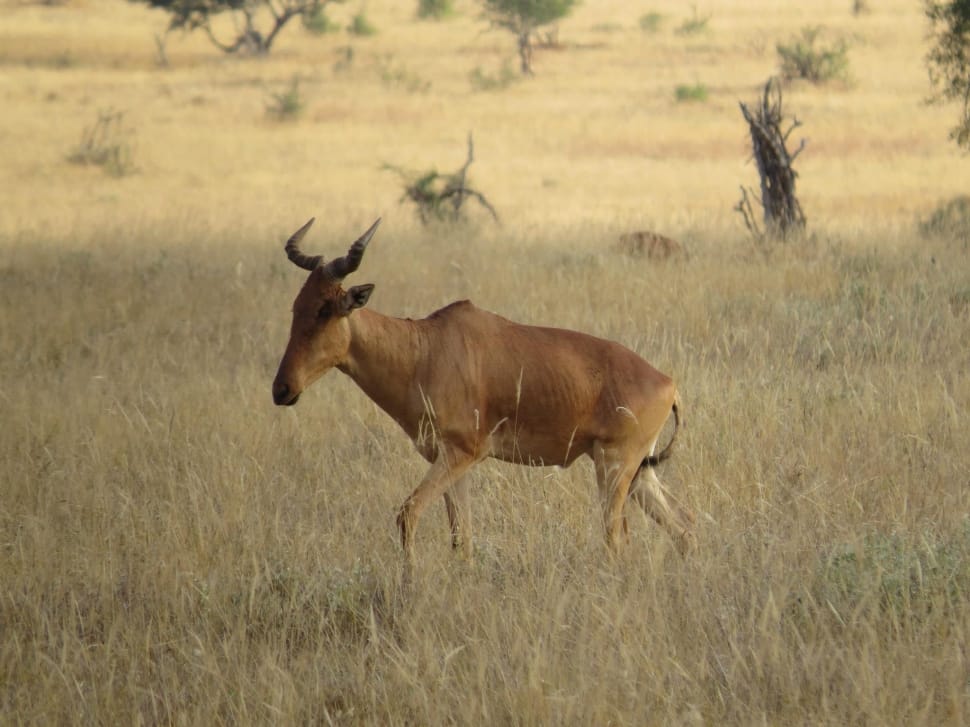 brown gazelle on grass field preview