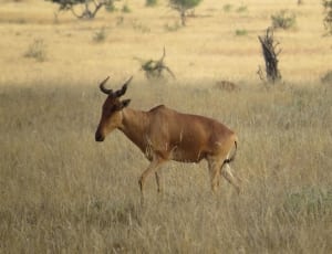 brown gazelle on grass field thumbnail
