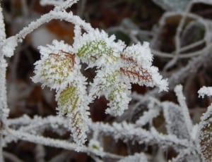 frozen green red leaves thumbnail