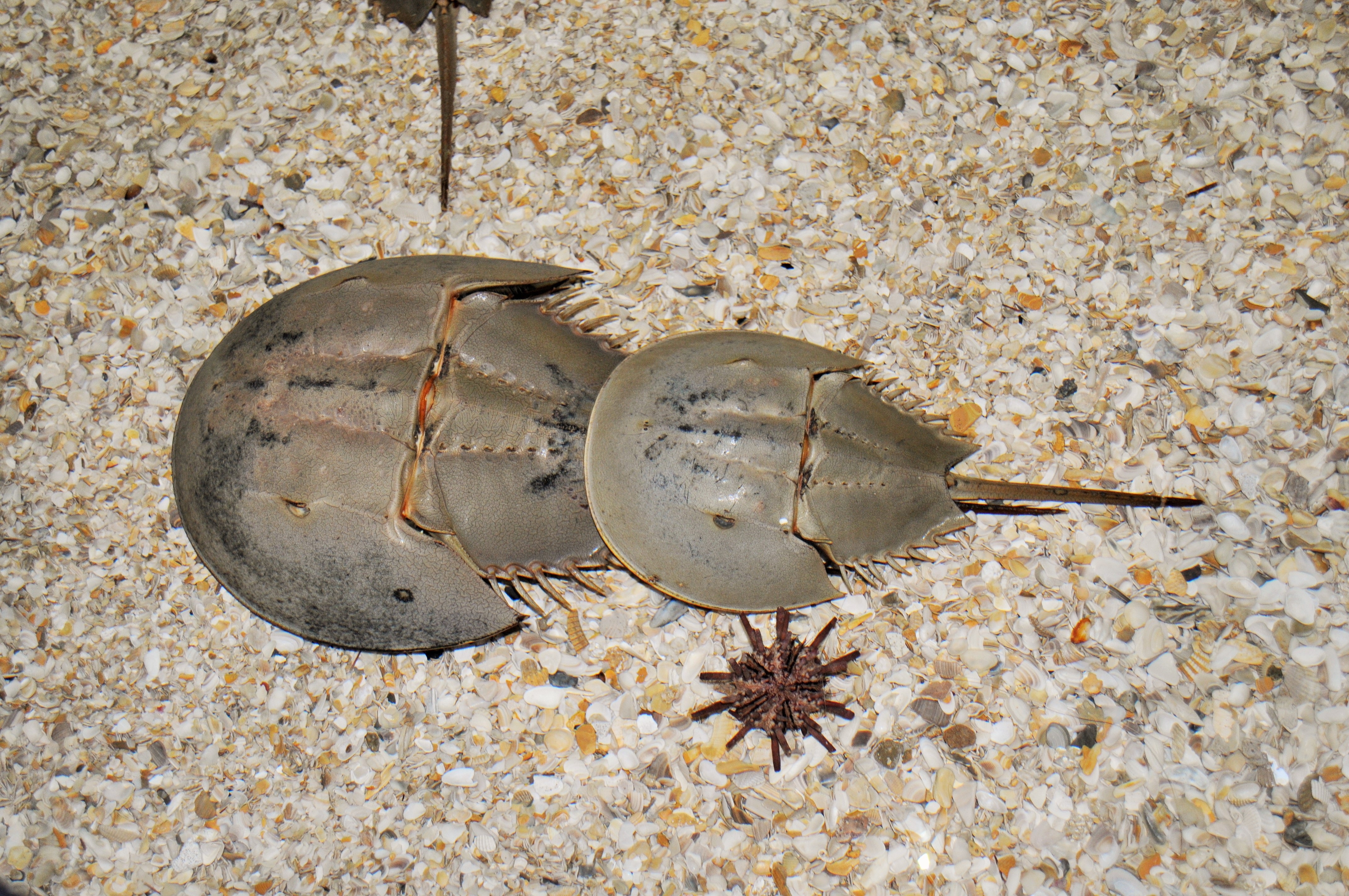 gray and black shoe crab