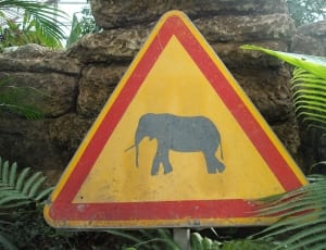 yellow red and gray elephant signage thumbnail