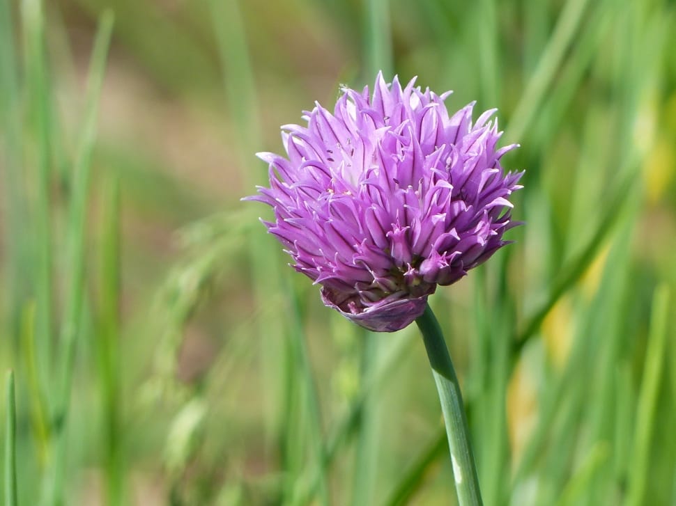 purple chives flower preview