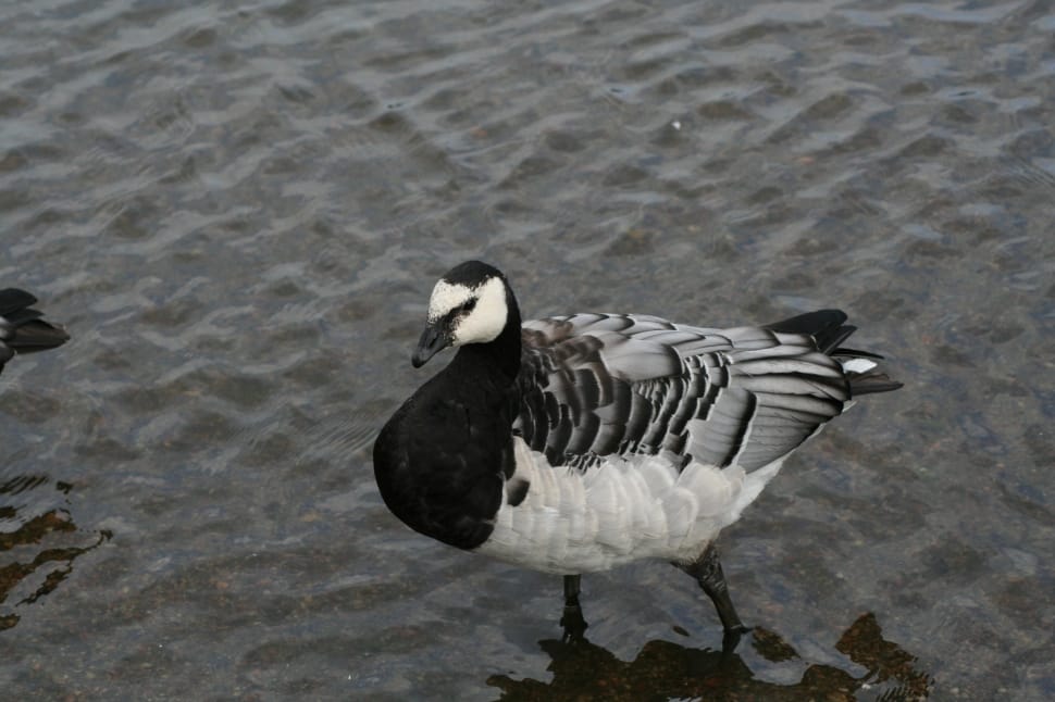 black gray and white water bird preview