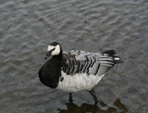 black gray and white water bird thumbnail