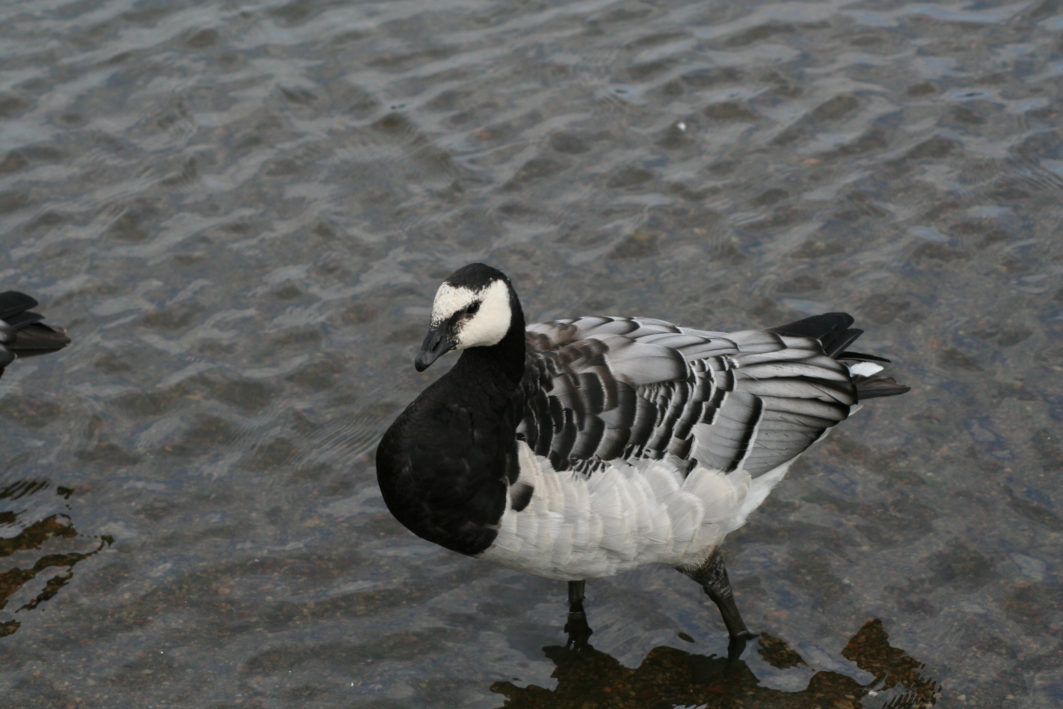 black gray and white water bird