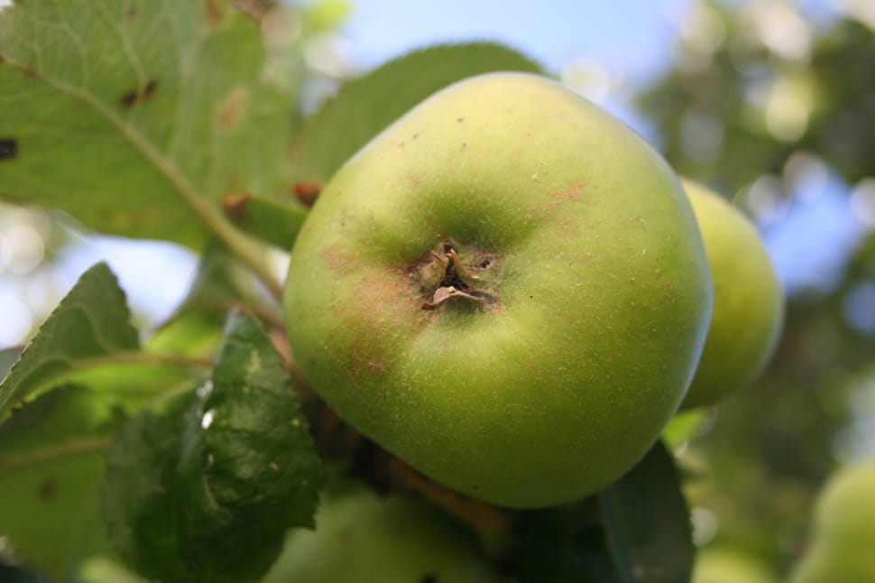 Apple, Organic, Food, Fresh, Healthy, green color, fruit preview