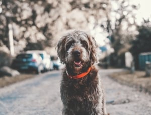 grey and brown german wirehaired pointer thumbnail