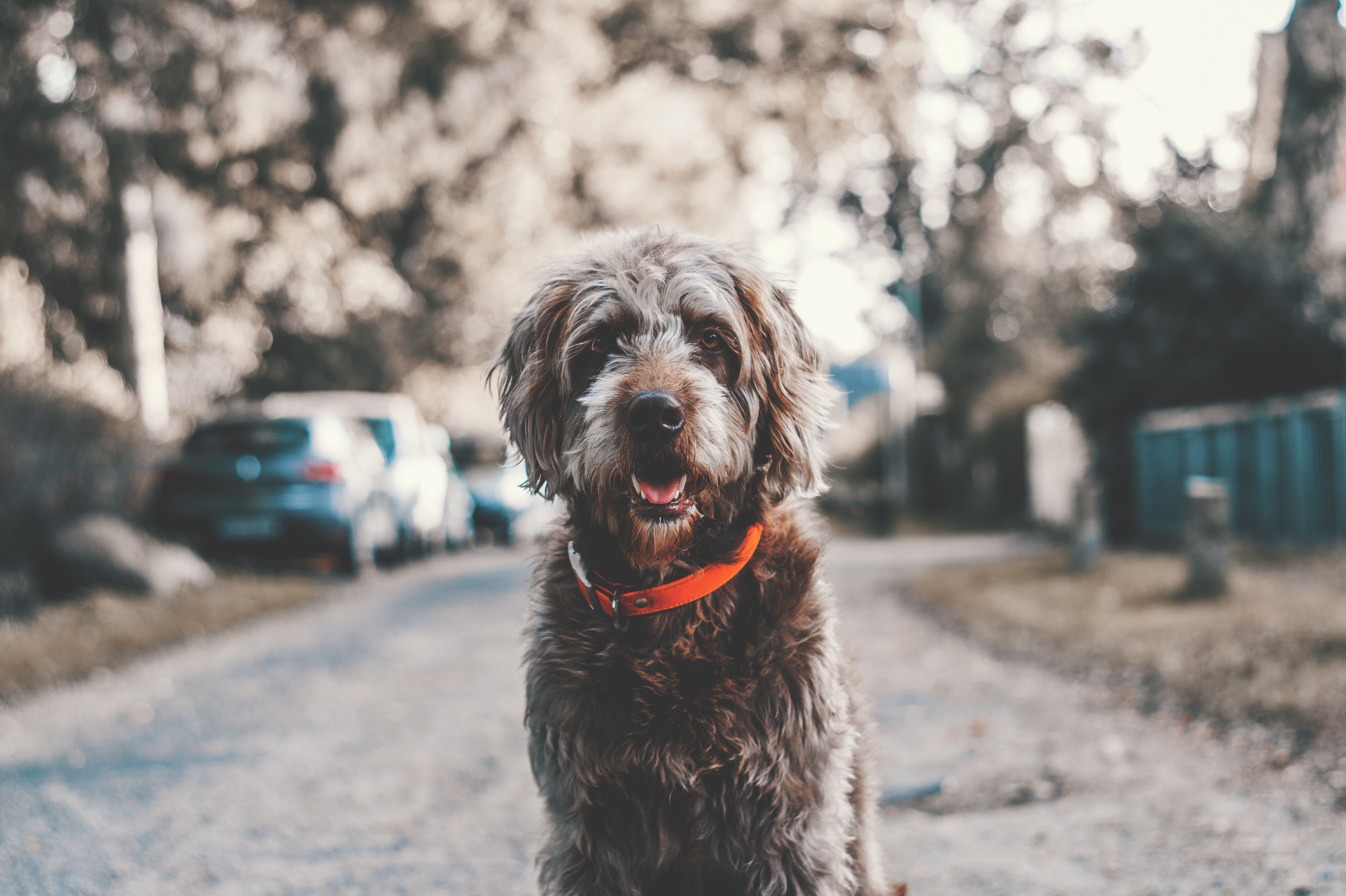 grey and brown german wirehaired pointer