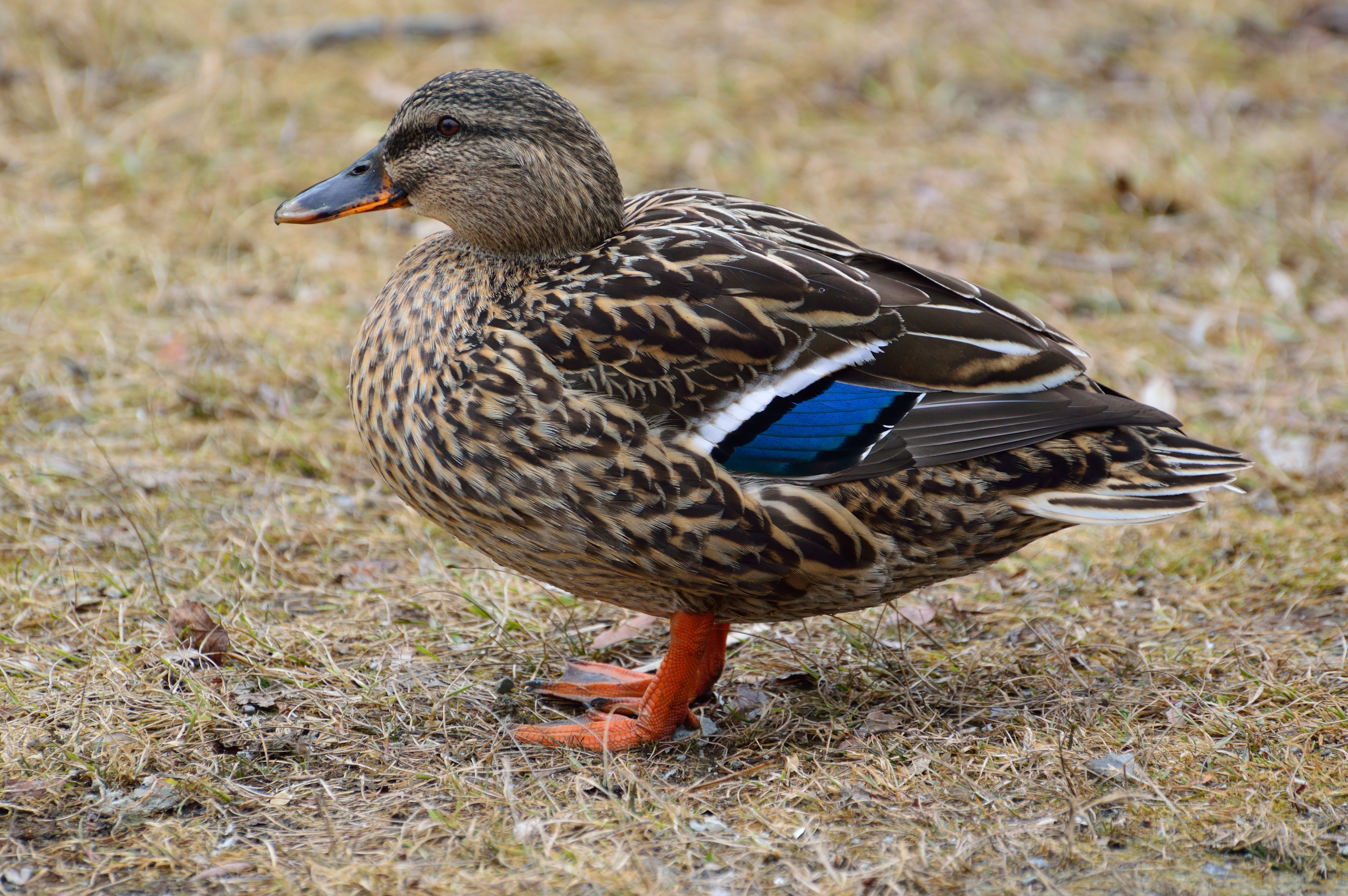 brown and blue duck