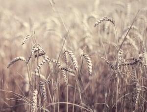 wheat farm thumbnail