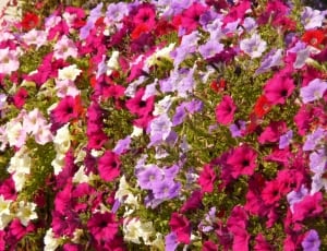 purple pink and white petaled flower field thumbnail