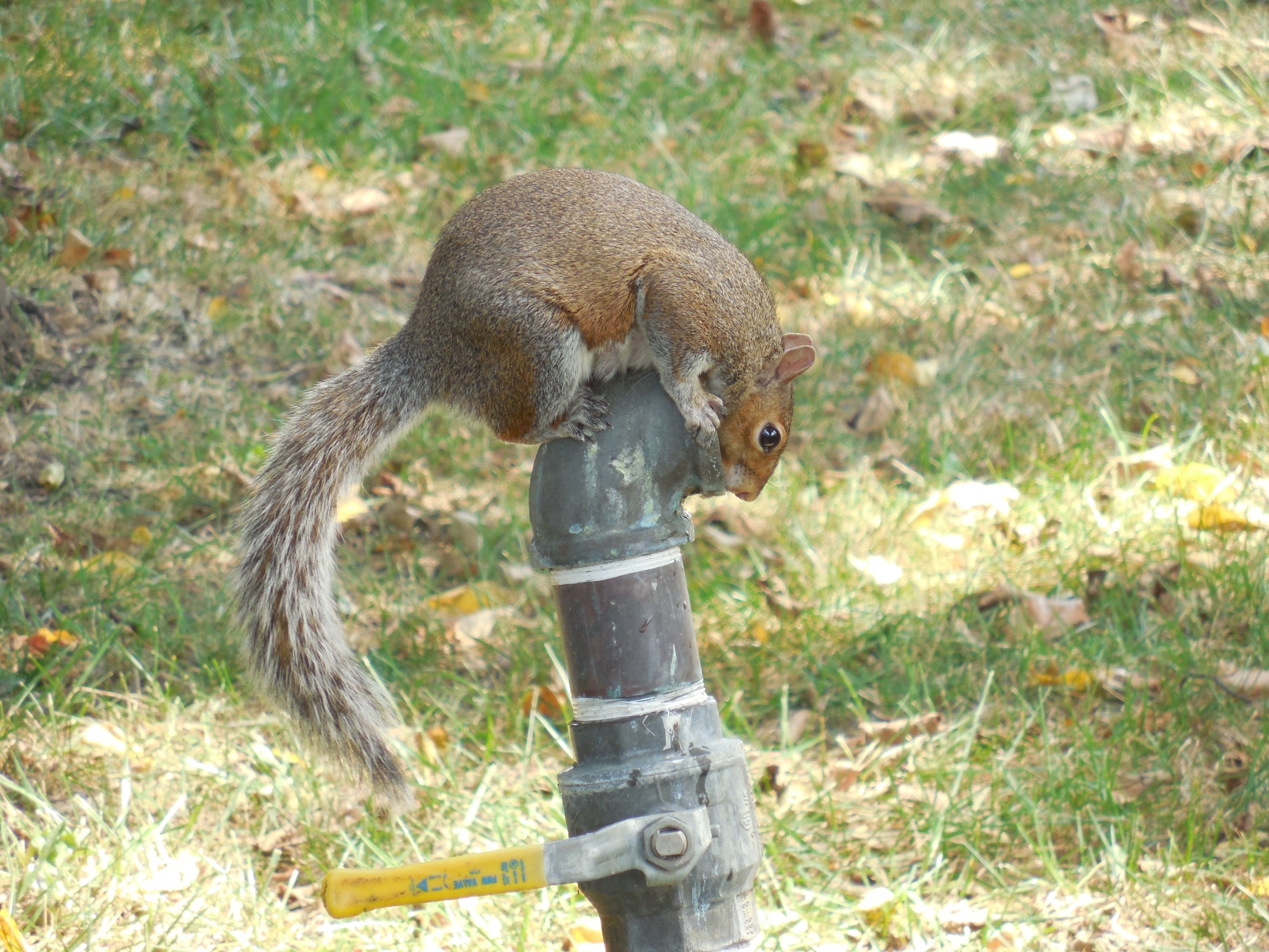 brown squirrel