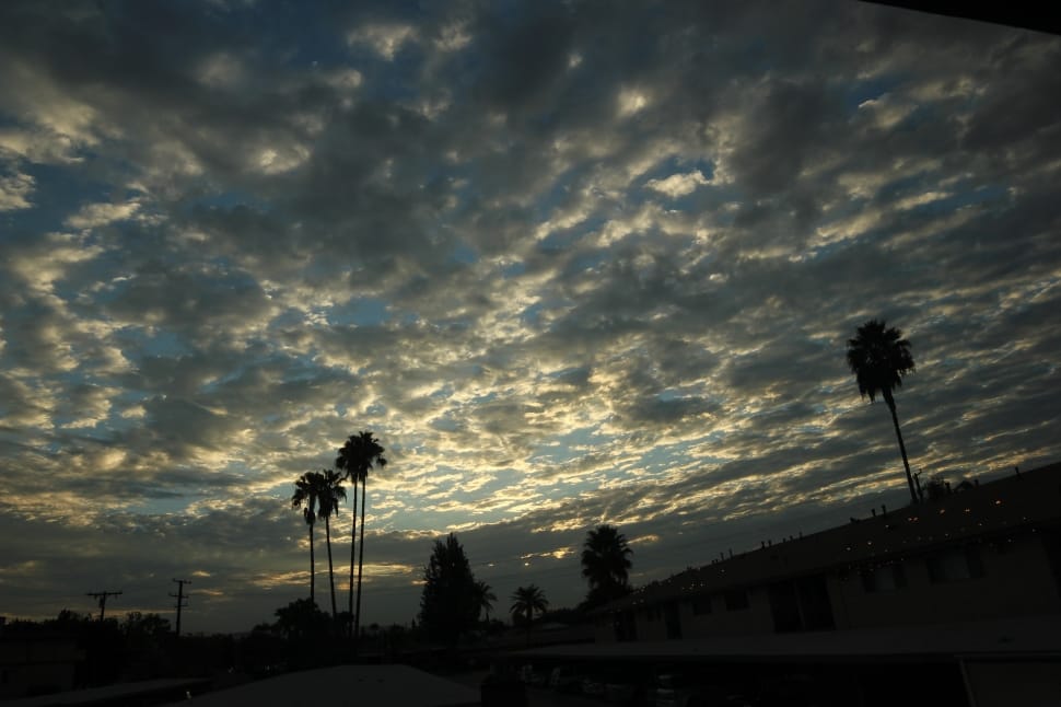 silhouette of palm trees preview