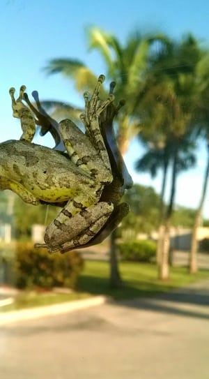 focus photography of green frog thumbnail