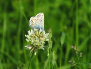 gray blue and yellow butterfly thumbnail