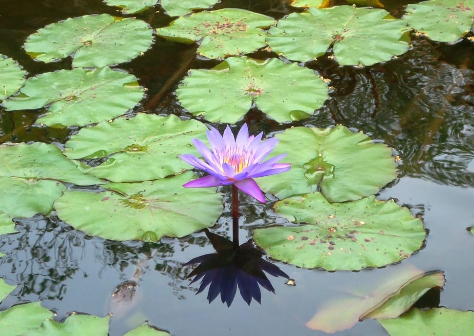 purple water lily flower preview