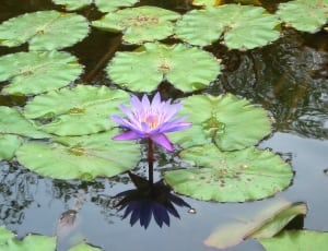 purple water lily flower thumbnail