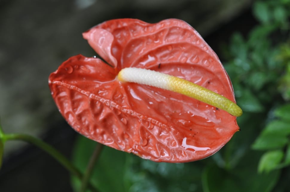 red anthurium preview