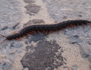black centipede thumbnail