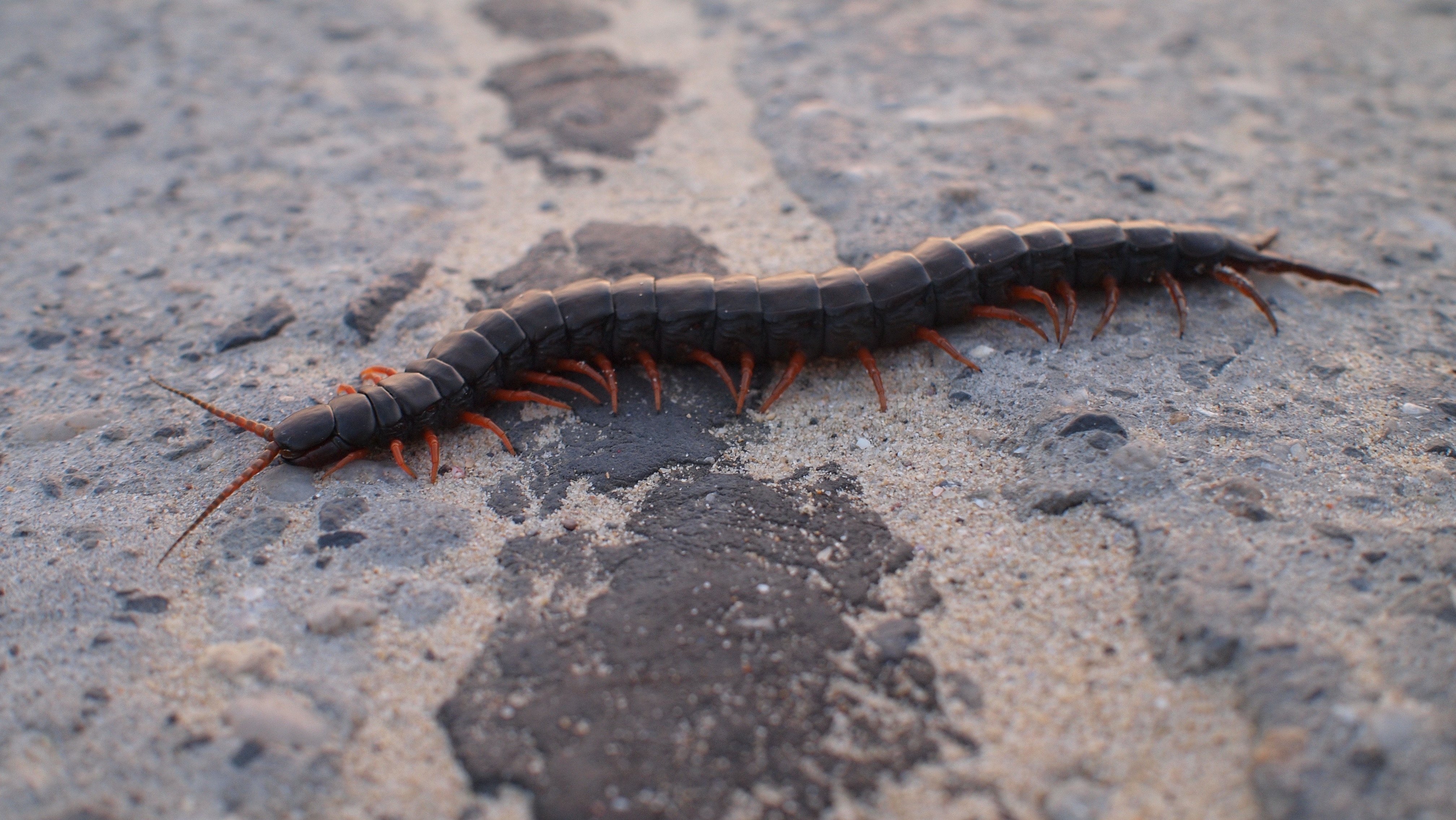 black centipede