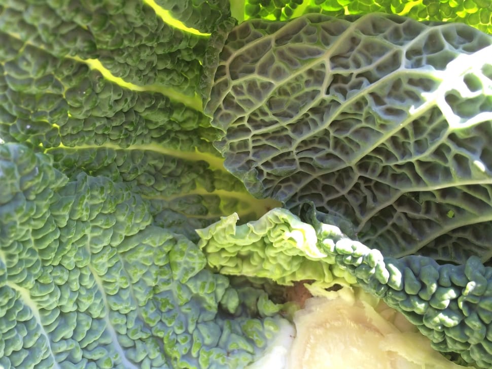 green leafy vegetable preview