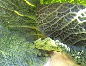 green leafy vegetable thumbnail