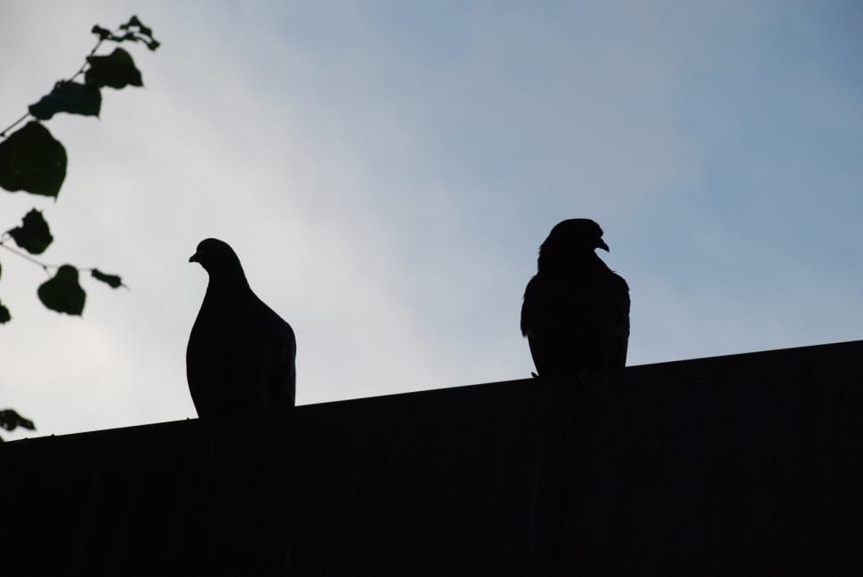silhouette of 2 pigeons preview