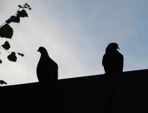 silhouette of 2 pigeons thumbnail