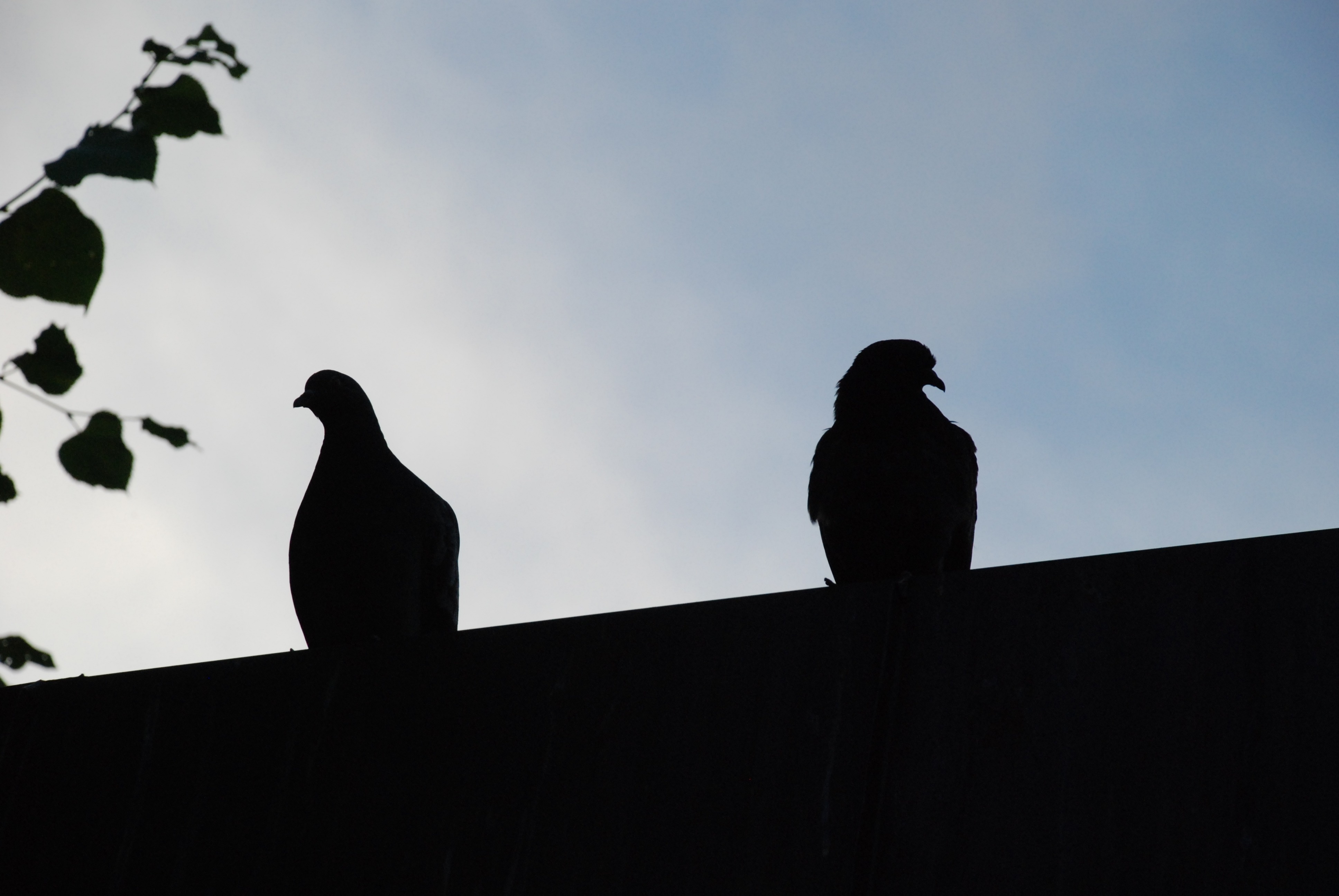 silhouette of 2 pigeons