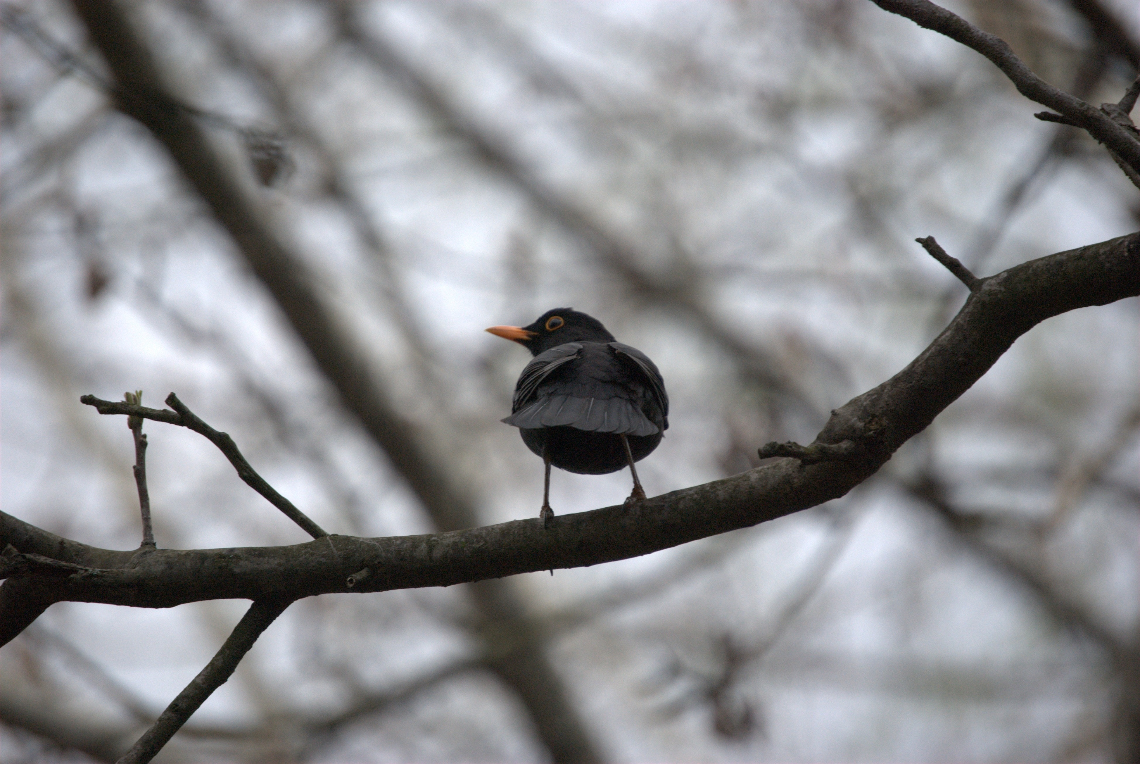 gray and black bird