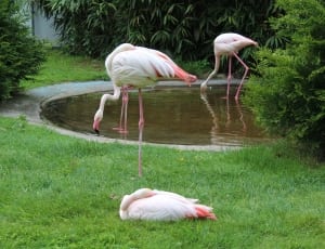 2 white and orange flamingos thumbnail